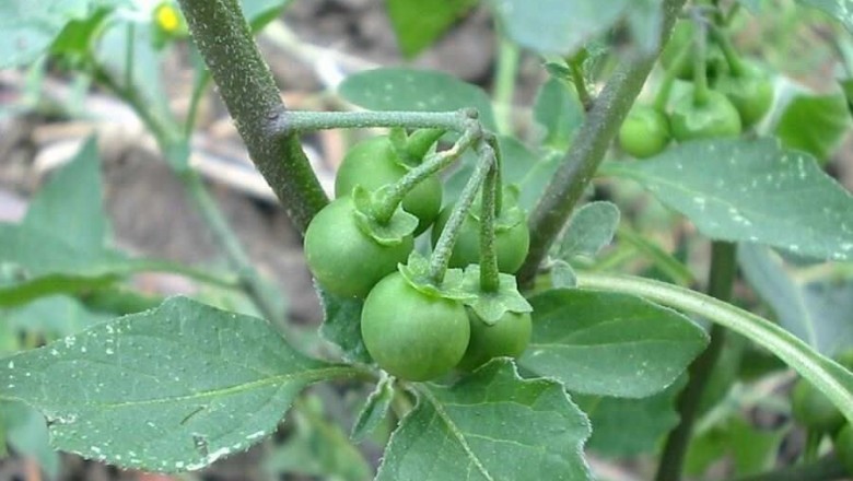 Cây Lu lu đực. Solanum nigrum L. - Cây Thuốc Nam Quanh Ta